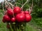 Closeup of big, ripe, red-pink radish plant Raphanus raphanistrum subsp. sativus edible roots gathered in bouquet in a glass