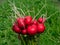 Closeup of big, ripe, red-pink radish plant Raphanus raphanistrum subsp. sativus edible roots gathered in bouquet in a glass