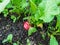 Closeup of big, ripe, red-pink radish plant Raphanus raphanistrum subsp. sativus root - edible root vegetable in black soil with