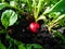 Closeup of big, ripe, red-pink radish plant Raphanus raphanistrum subsp. sativus root - edible root vegetable in black soil with