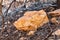 Closeup Of A Big Rock On The Ground