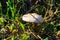 Closeup of a big sheath mushroom (Volvopluteus gloiocephalus) growing in green grass