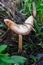 Closeup of a big sheath mushroom (Volvopluteus gloiocephalus) growing in green grass