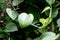 Closeup on big stems root and new growth of ivy arum.