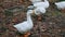 Closeup Big White Geese in Village Yard