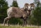 Closeup of a bighorn sheep outdoors in a field during daylight