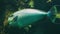 Closeup of a bignose unicornfish swimming by, funny tropical aquarium pet from the indo pacific ocean