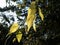 Closeup of a birch branch with yellow leaves. Large, even leaves shine brightly with cheerful cheerful light in the autumn sun.