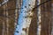 Closeup birch tree