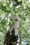 Closeup birch tree in a forest