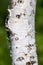 Closeup birch tree trun