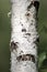 Closeup birch tree trunk