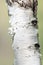 Closeup birch tree trunk