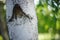 Closeup birch tree trunk. Blurred background with green leaves on branches in the sunny garden
