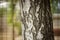 Closeup birch tree trunk, blurred natural background.