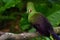 Closeup bird photo of a green Guinea turaco, or Tauraco persa