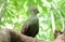 Closeup bird photo of a green Tauraco persa.