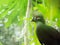 Closeup bird photo of a green Tauraco persa. Guinea Turaco sitt