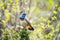 Closeup bird portrait of Blue throat, Luscinia svecica outdoors in the mountains during spring.