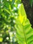 Closeup on bird`s nest fern, large green leaves tropical plants, under natural sunlight