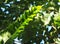 Closeup on bird`s nest fern, large green leaves tropical plants, under natural sunlight