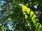 Closeup on bird`s nest fern, large green leaves tropical plants, under natural sunlight