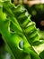 Closeup on bird`s nest fern, large green leaves tropical plants, under natural sunlight outdoor