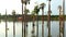 Closeup birds eye view of trees placed in water