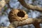 Closeup of birds nest built of mud resting in tree branch Pantanal, Brazil