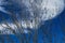 Closeup of birds perched on leafless trees against the blue cloudy sky