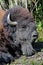 Closeup of a bison head sleeping in the summer