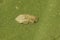 Closeup on the bizarre nymph of an eared leafhopper, Ledra aurita, sitting on a green leaf