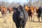 Closeup of black angus cow head with red and black angus behind