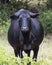 Closeup Black Angus cow in Oklahoma