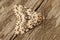 Closeup on the black arches tussock moth, Lymantria monacha, sitting on wood