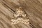 Closeup on the black arches tussock moth, Lymantria monacha, sitting on wood