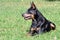 a closeup of a black Australian Kelpie dog laying on the grass