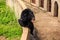 Closeup Black Bear Climbs Over Barrier in Zoo