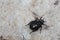 Closeup of Black Beetle Crawling Across Stone