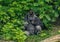 Closeup of a black big gorilla near a lush bush in a forest