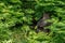 Closeup of a black big gorilla near a lush bush in a forest