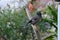 Closeup the black brown myna birds stand and holding brown stick with green plant over out of focus green grey background