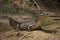 Closeup of Black Caiman Melanosuchus niger head staring at camera, Bolivia