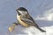 Closeup of a Black-capped Chickadee (Poecile atricapillus)