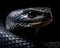 closeup of a black cobra snake looking to the side on a dark background.