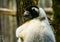 Closeup of a black crowned sifaka climbing a tree, Endangered lemur specie from madagascar