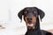 Closeup of a black dobermann dog inside a room