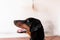 Closeup of a black dobermann dog inside a room