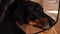 Closeup of the black dog laying on the floor in elizabethan collar