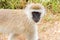 Closeup of Black faced Vervet, old world Monkey walking at Serengeti in Tanzania, Africa